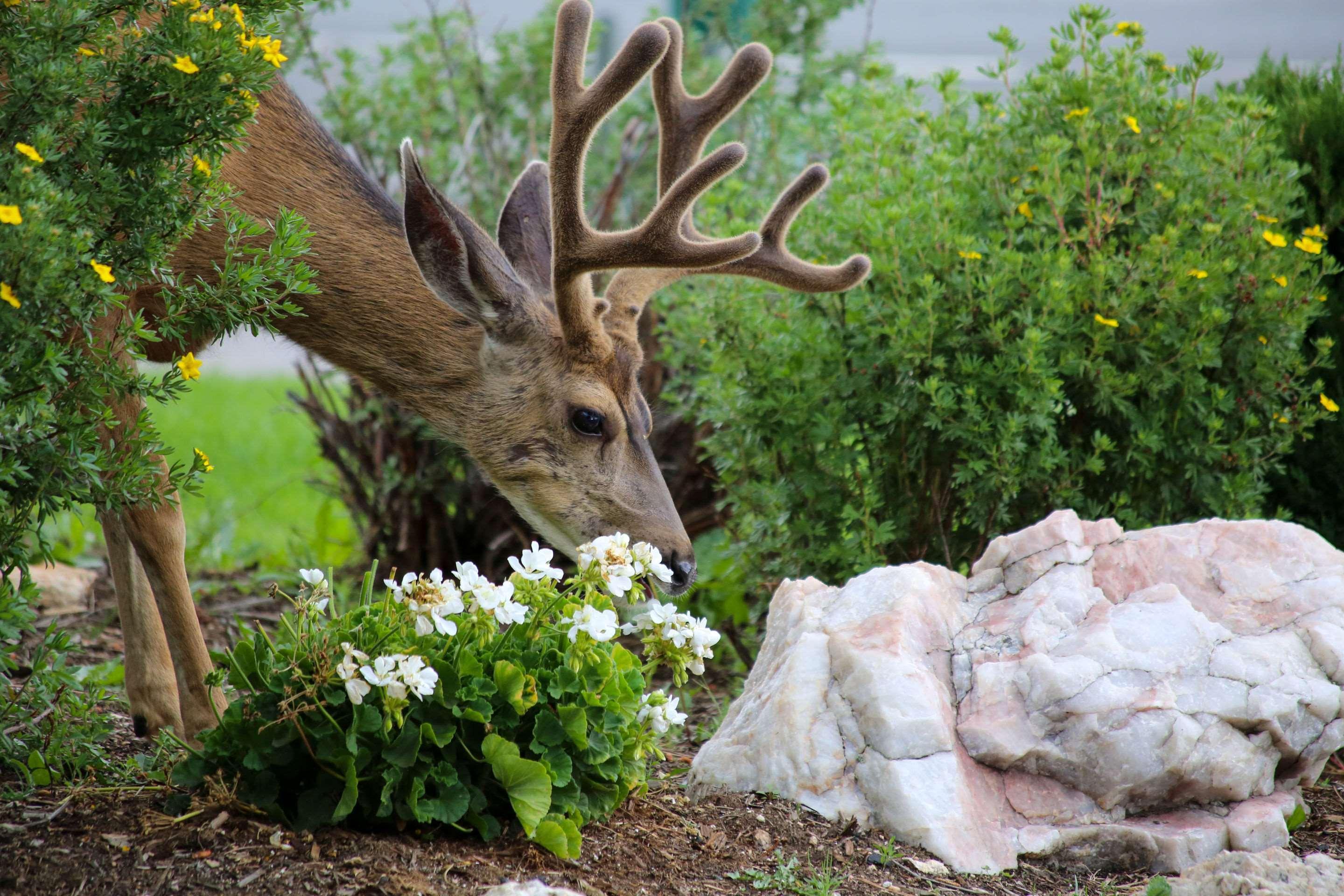 Quality Inn Near Rocky Mountain National Park Estes Park Buitenkant foto