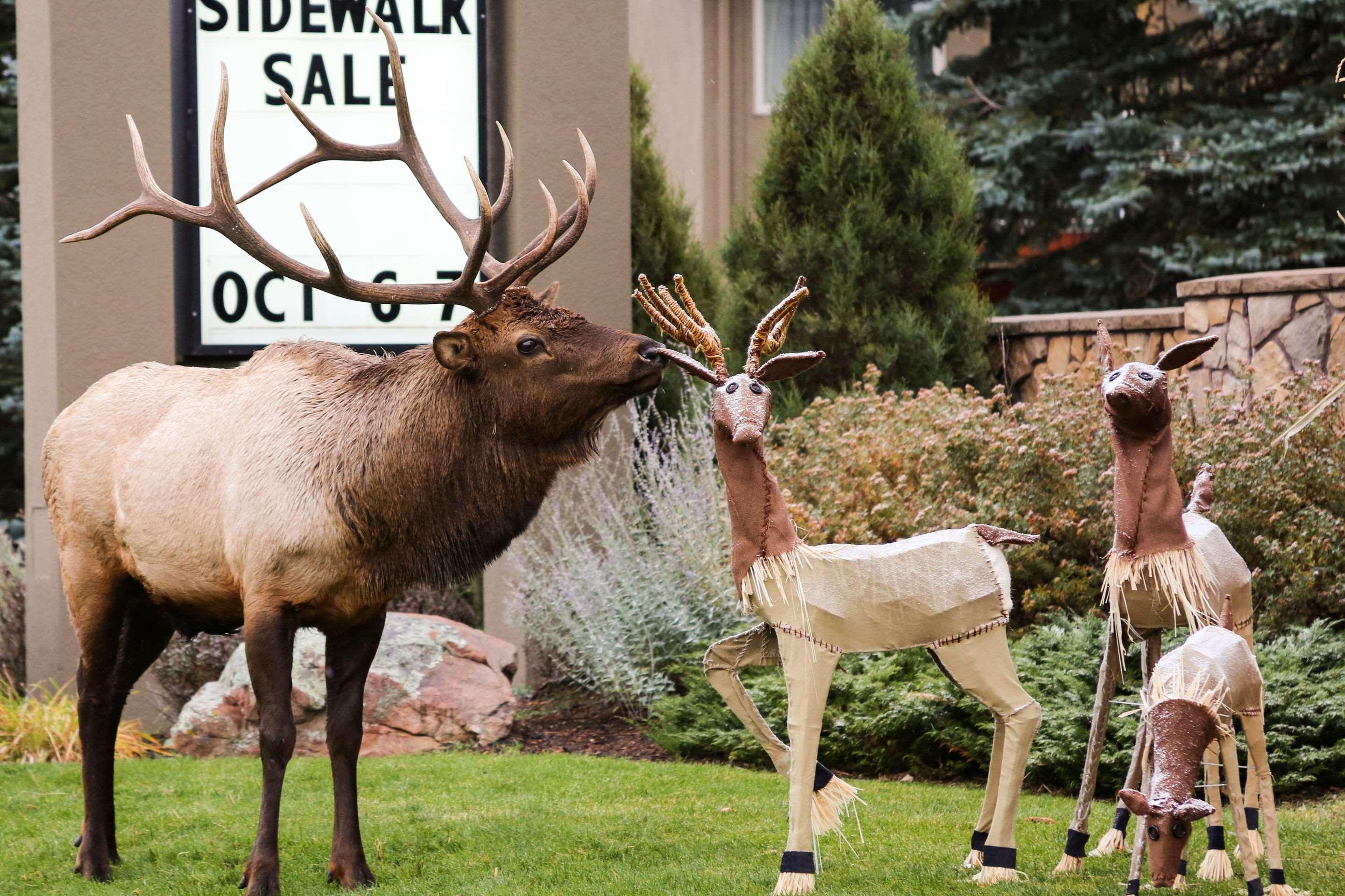 Quality Inn Near Rocky Mountain National Park Estes Park Buitenkant foto