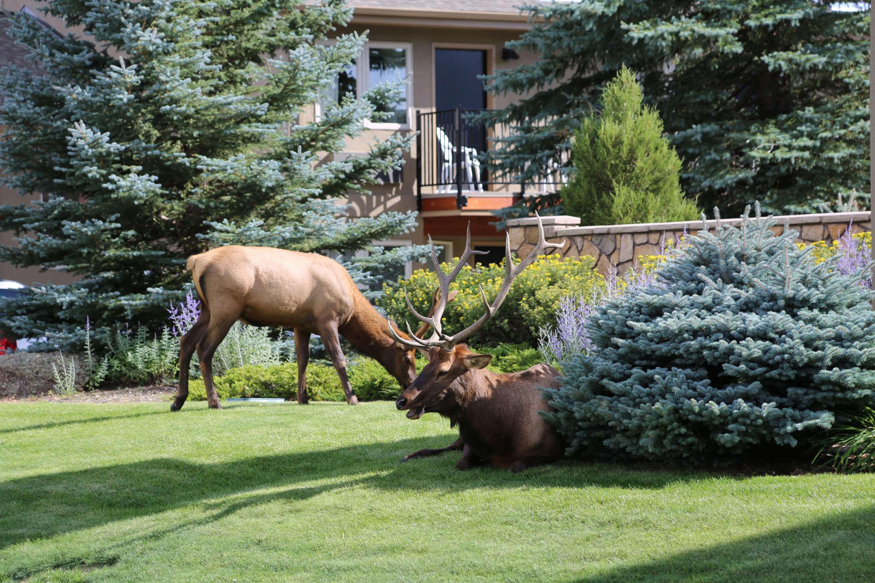 Quality Inn Near Rocky Mountain National Park Estes Park Buitenkant foto